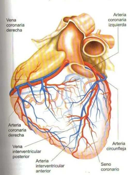 Grfico de las arterias del corazn: Lilita tena daos en la arteria circunfleja