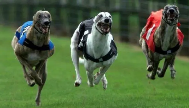 Carreras de galgos