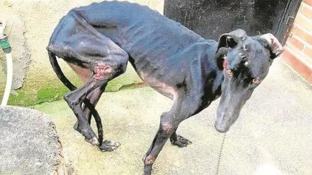 Con la actividad prohibida, muchos abandonan o maltratan a sus galgos