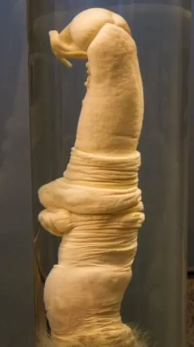 Museo del pene
