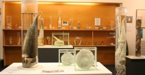 Museo del pene