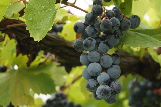 uvas vino consejos