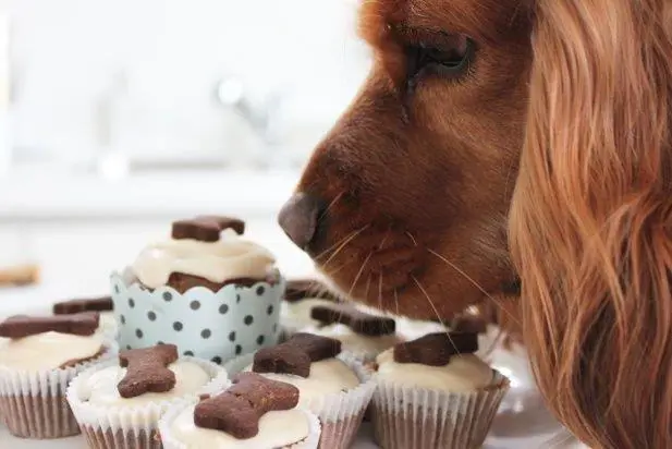 pasteleria_canina