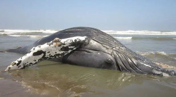 ballena encallada