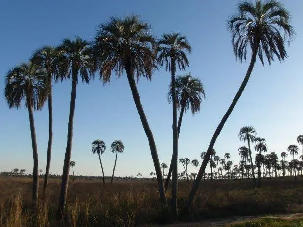 alt title el palmar