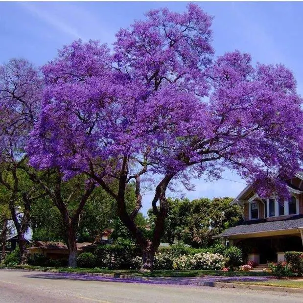 alt title jacaranda