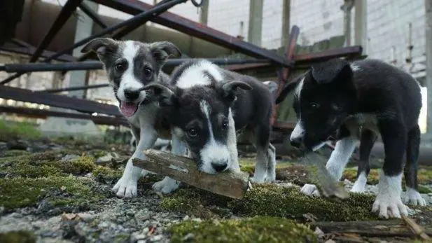 alt title cachorros chernobyl