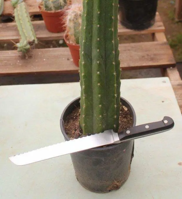 alt title san pedro
