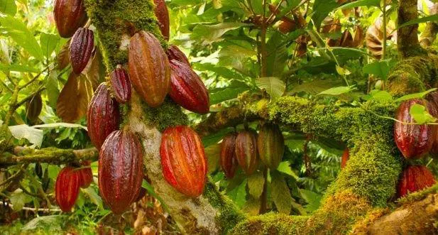 alt title cacao