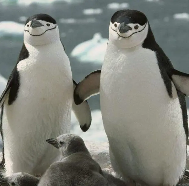 alt title pinguinos