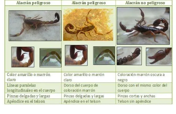 alacranes