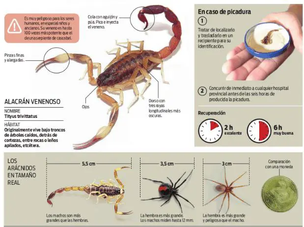 alacranes