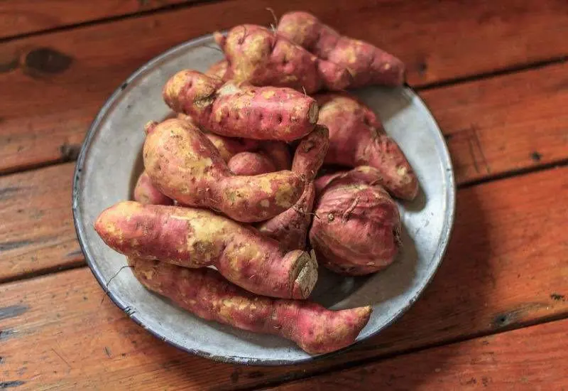 Las batatas ofrecen un alto contenido de almidn y fibras