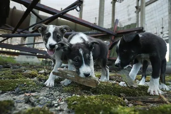 Los perros callejeros proliferan en Chernobyl.